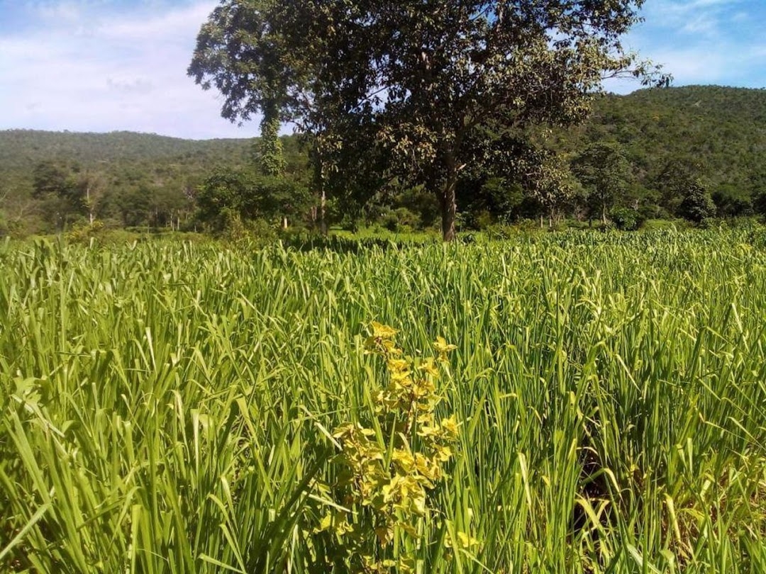 Fazenda-Sítio-Chácara, 200 m² - Foto 23
