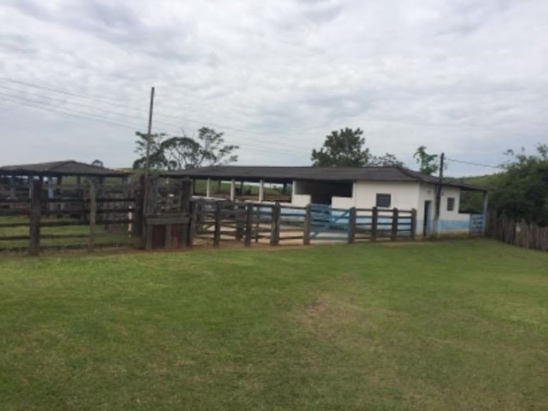 Fazenda, 387 hectares - Foto 5