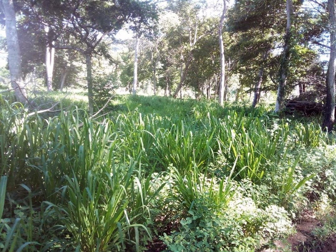 Fazenda-Sítio-Chácara, 200 m² - Foto 25