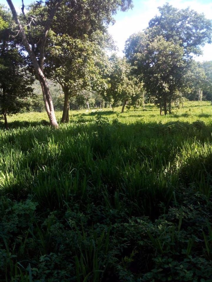 Fazenda-Sítio-Chácara, 200 m² - Foto 30