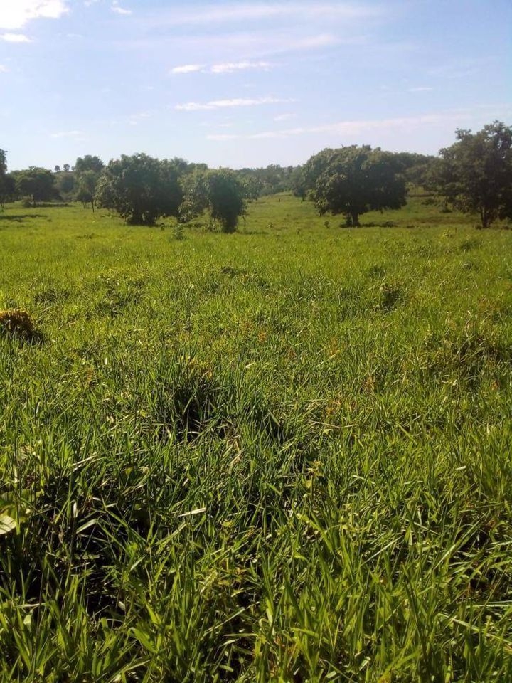 Fazenda-Sítio-Chácara, 200 m² - Foto 28