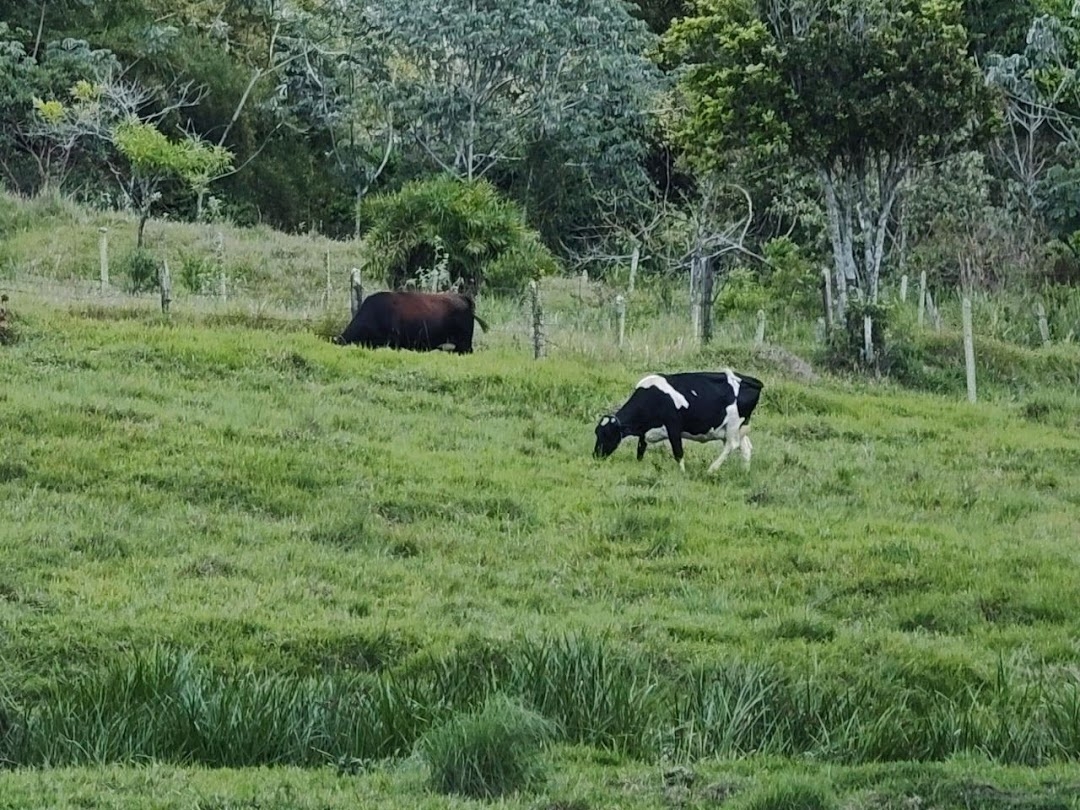 Sítio, 3 quartos, 200 m² - Foto 3