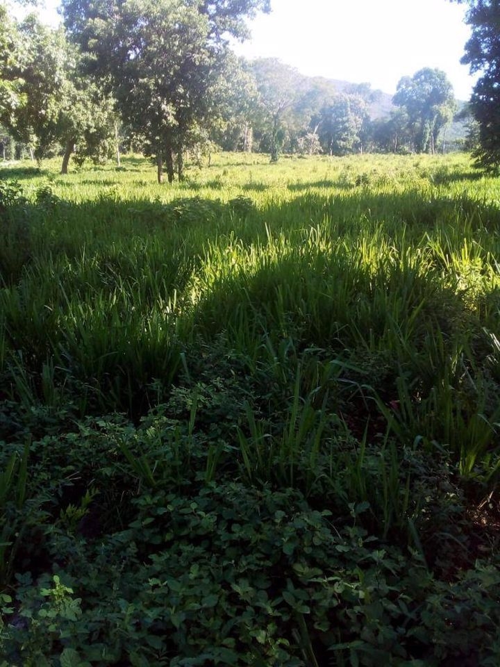 Fazenda-Sítio-Chácara, 200 m² - Foto 29