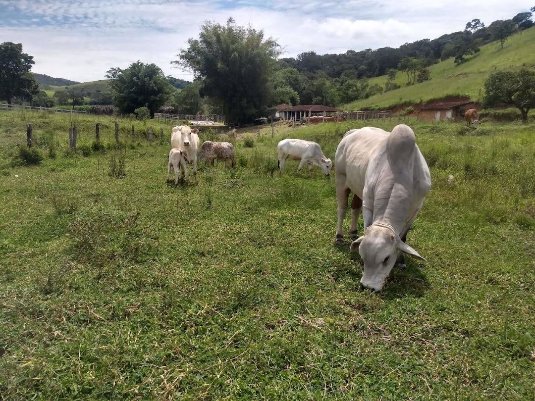 Sítio, 4 quartos, 41 hectares - Foto 1