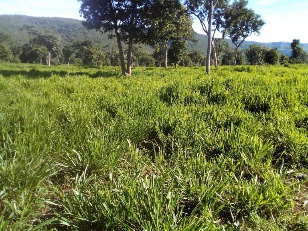 Fazenda-Sítio-Chácara, 200 m² - Foto 35