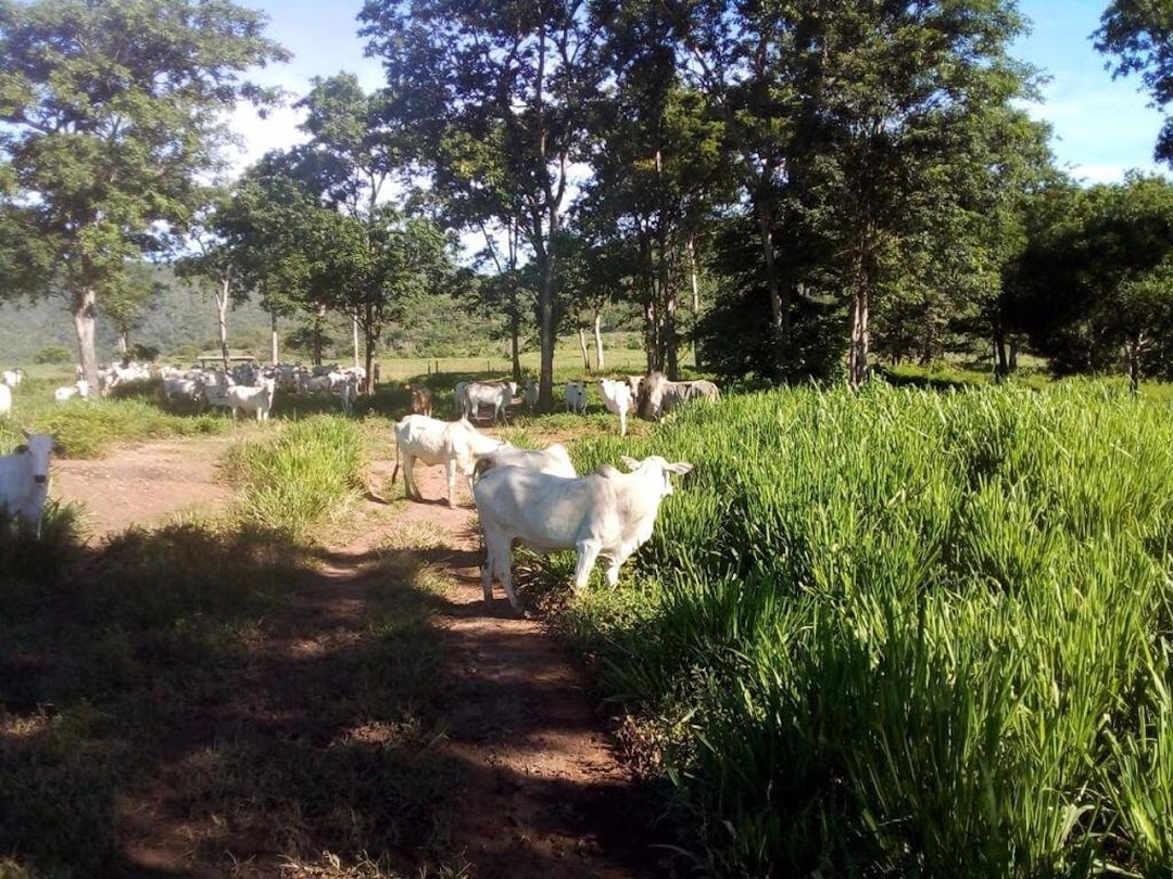 Fazenda-Sítio-Chácara, 200 m² - Foto 37