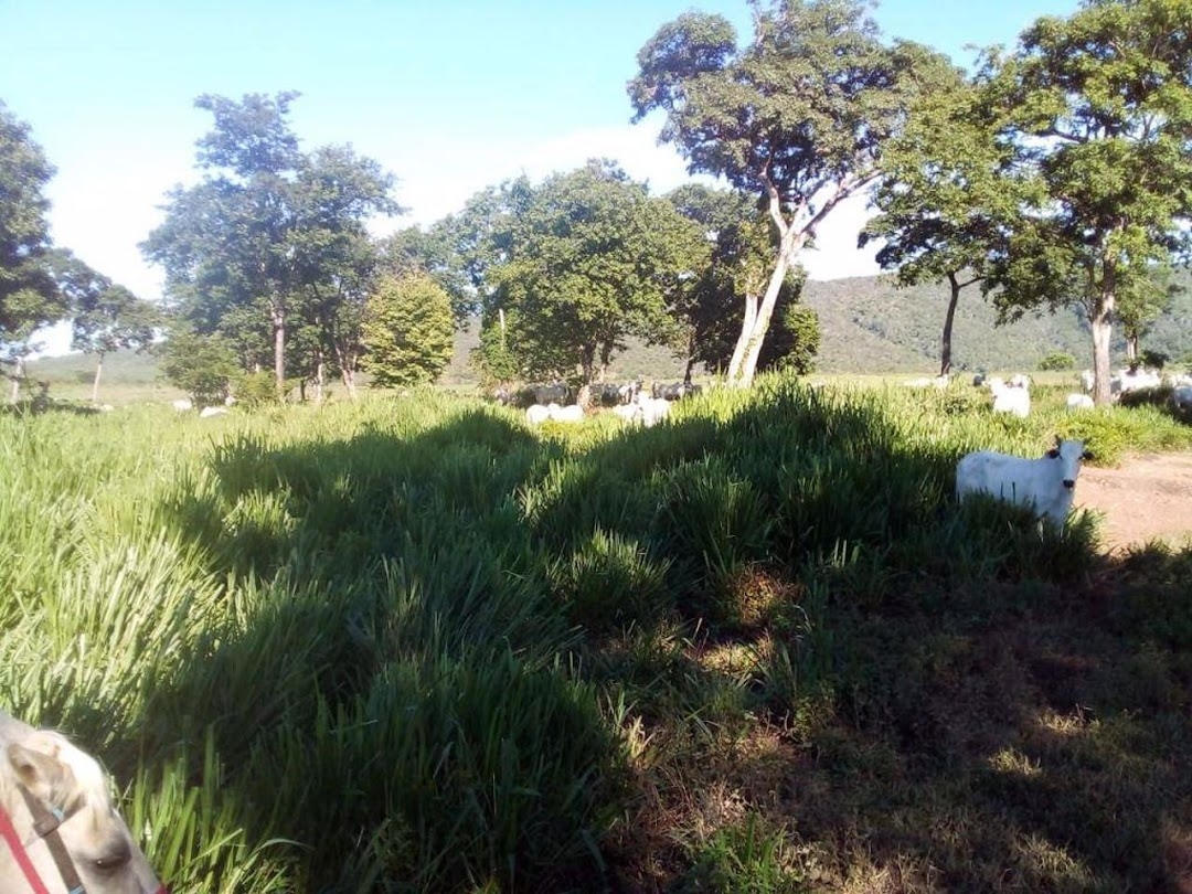 Fazenda-Sítio-Chácara, 200 m² - Foto 33