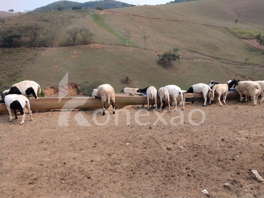 Fazenda, 203 hectares - Foto 3