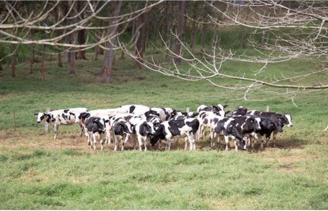 Fazenda, 500 m² - Foto 2