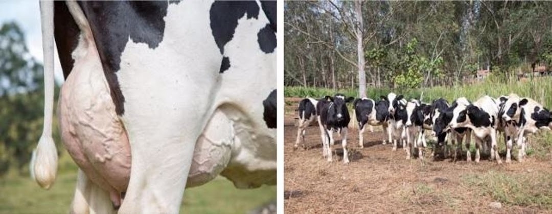 Fazenda, 500 m² - Foto 1