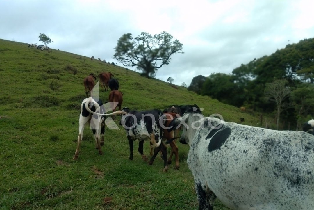 Sítio, 4 quartos, 300 m² - Foto 10