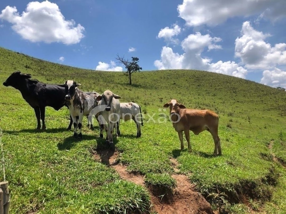 Terreno, 12 hectares - Foto 11