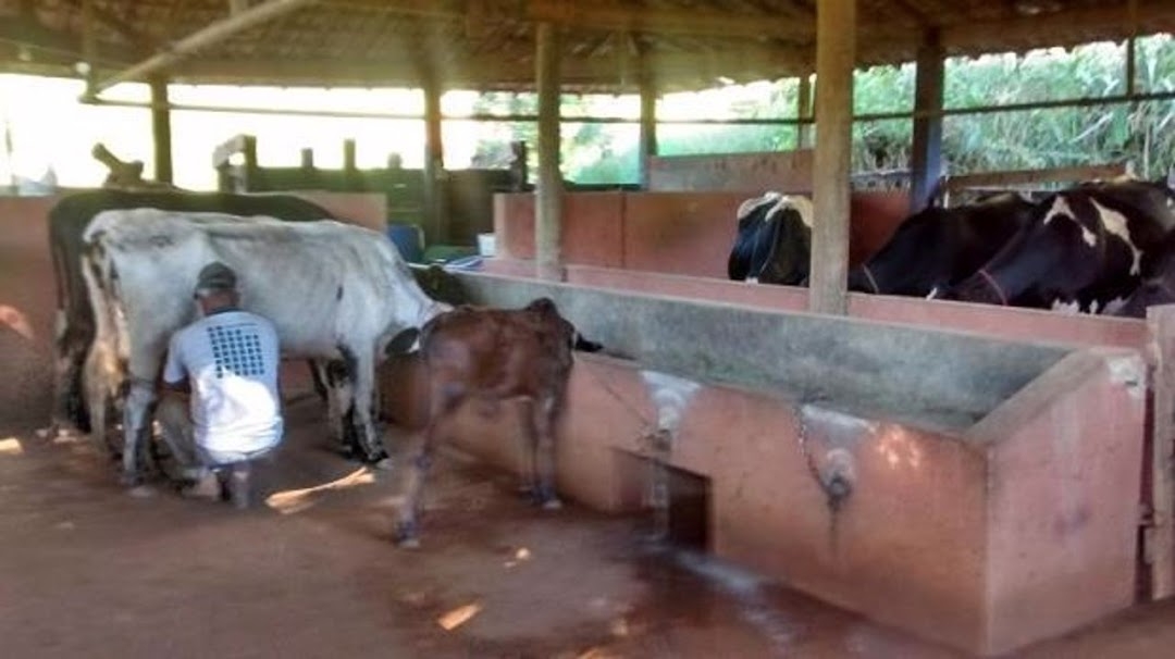 Sítio, 4 quartos, 100 m² - Foto 8