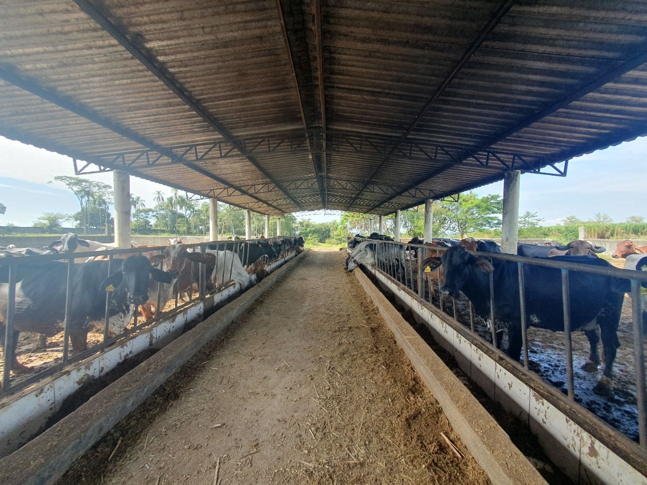 Fazenda, 97 hectares - Foto 68