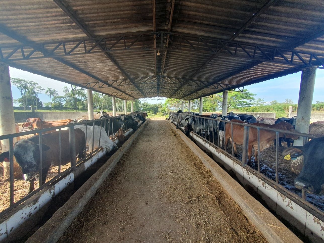 Fazenda, 97 hectares - Foto 69