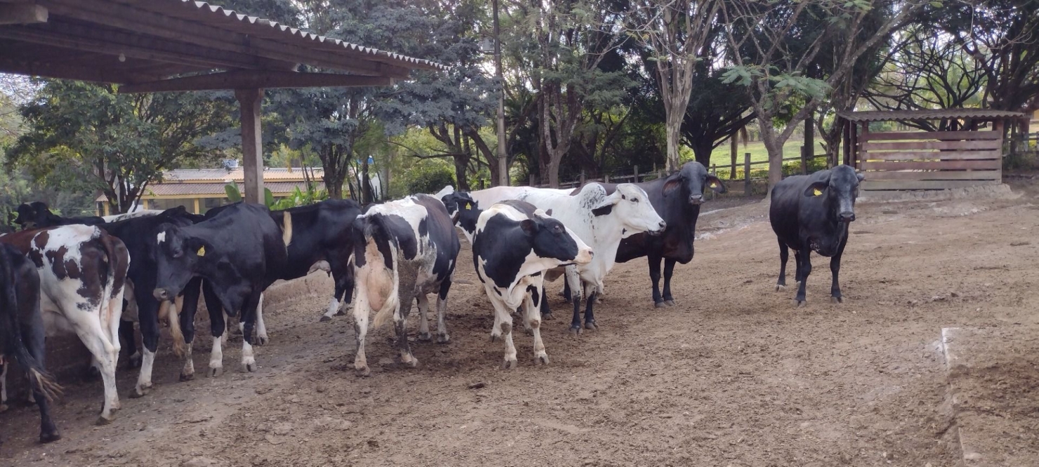 Fazenda-Sítio-Chácara, 100 hectares - Foto 1