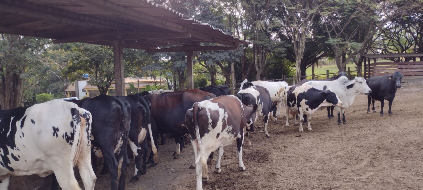 Fazenda-Sítio-Chácara, 100 hectares - Foto 4