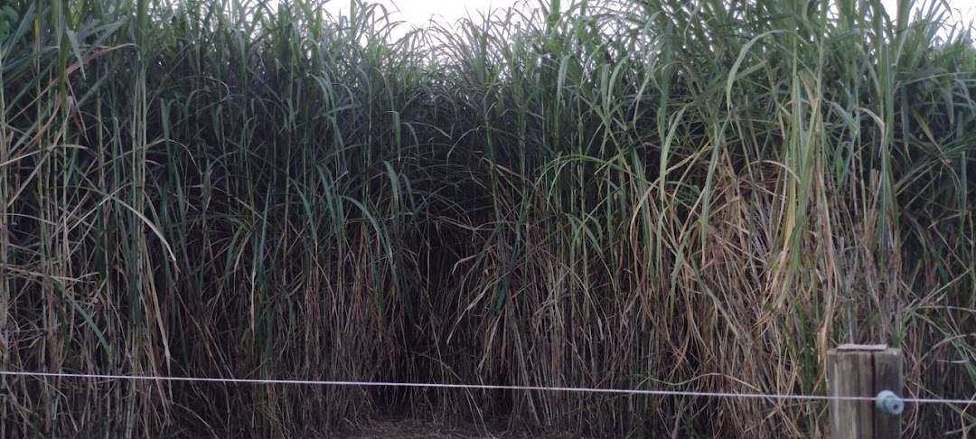 Sítio, 2 quartos, 150 m² - Foto 14