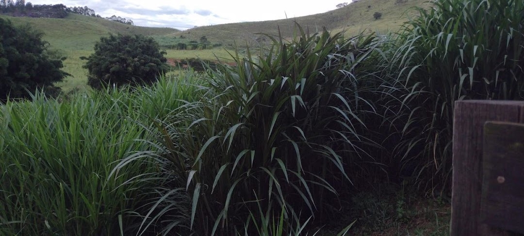 Sítio, 2 quartos, 150 m² - Foto 15