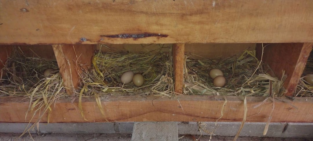 Sítio, 2 quartos, 150 m² - Foto 10