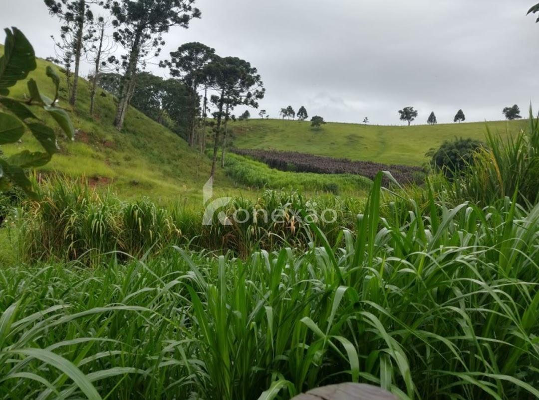 Fazenda, 150 m² - Foto 7