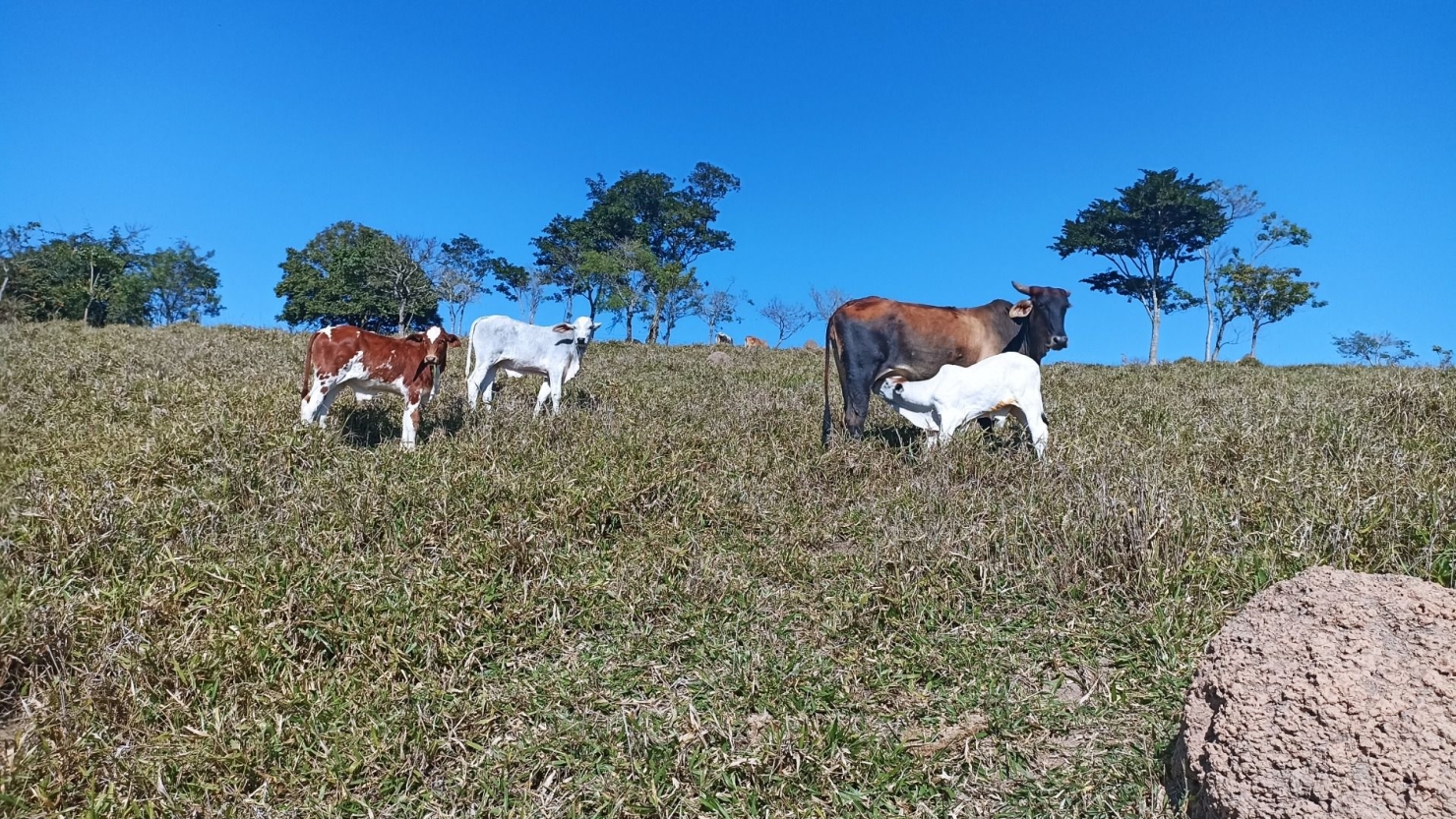 Sítio, 2 quartos, 200 m² - Foto 1