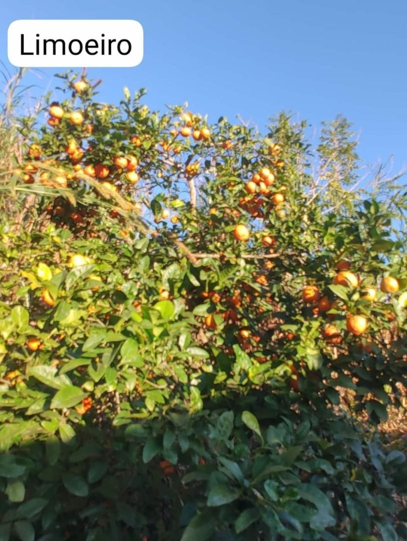 Sítio, 3 quartos, 300 m² - Foto 4