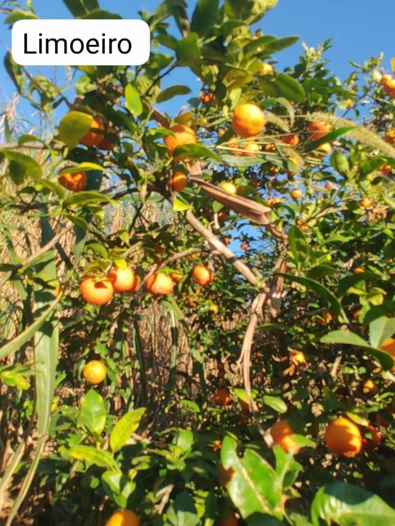 Sítio, 3 quartos, 300 m² - Foto 7