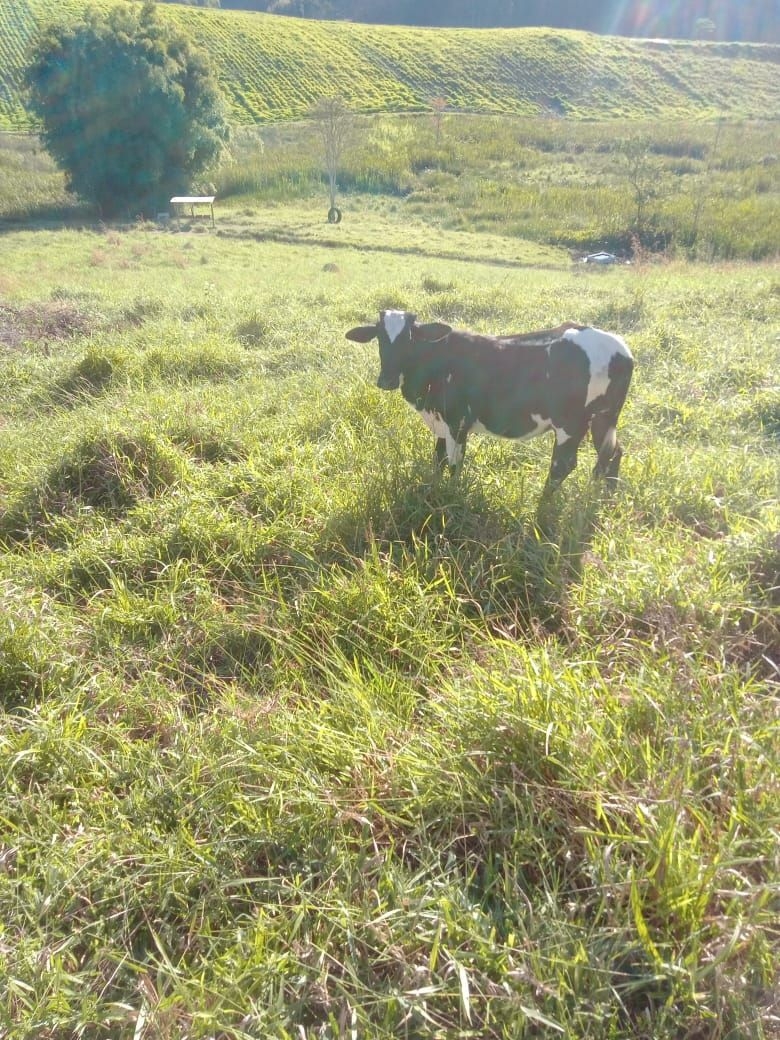 Sítio, 3 quartos, 300 m² - Foto 27