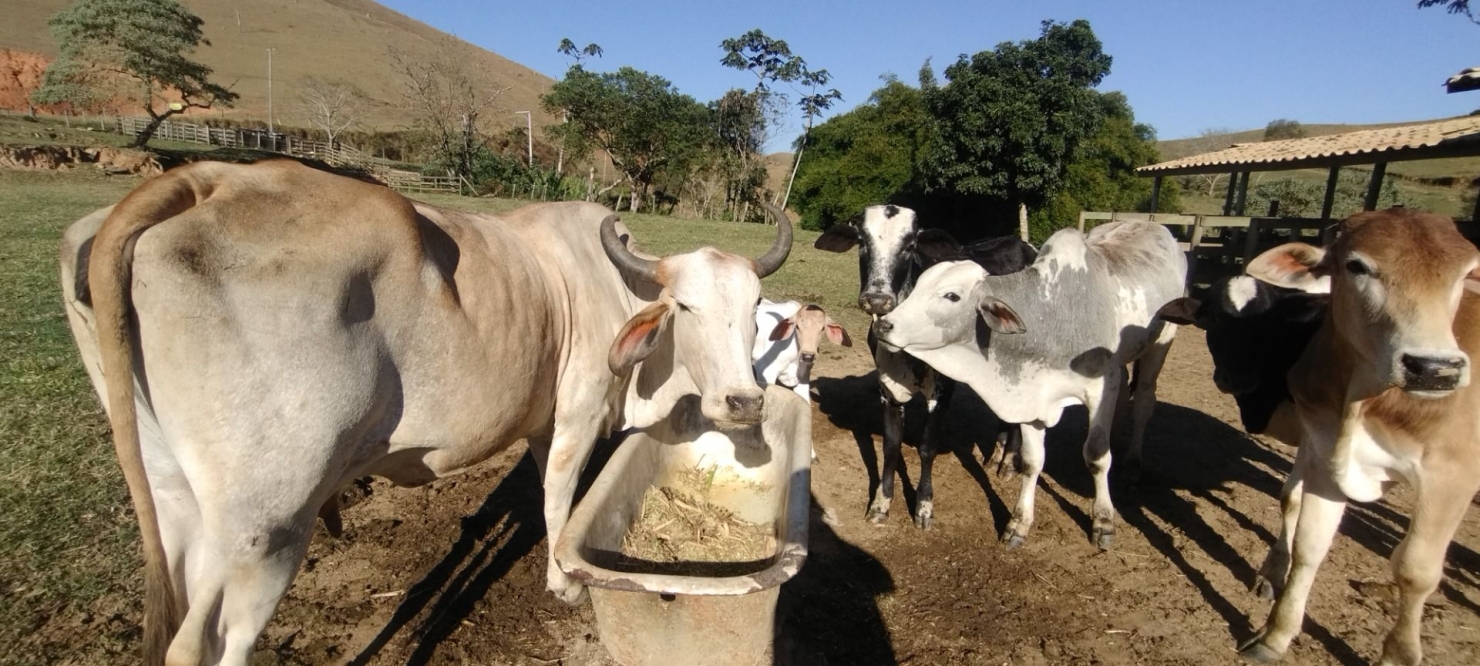 Sítio, 1 quarto, 15 hectares - Foto 25