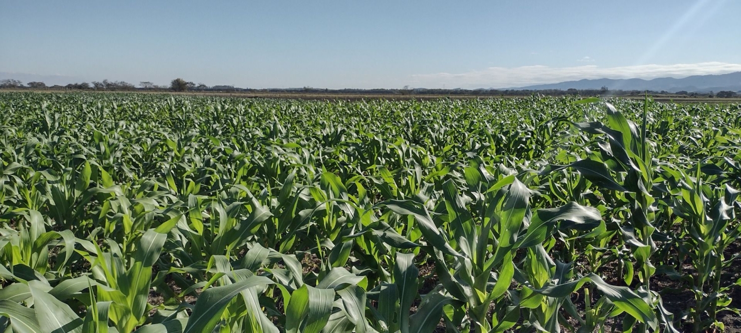 Fazenda, 100 m² - Foto 3