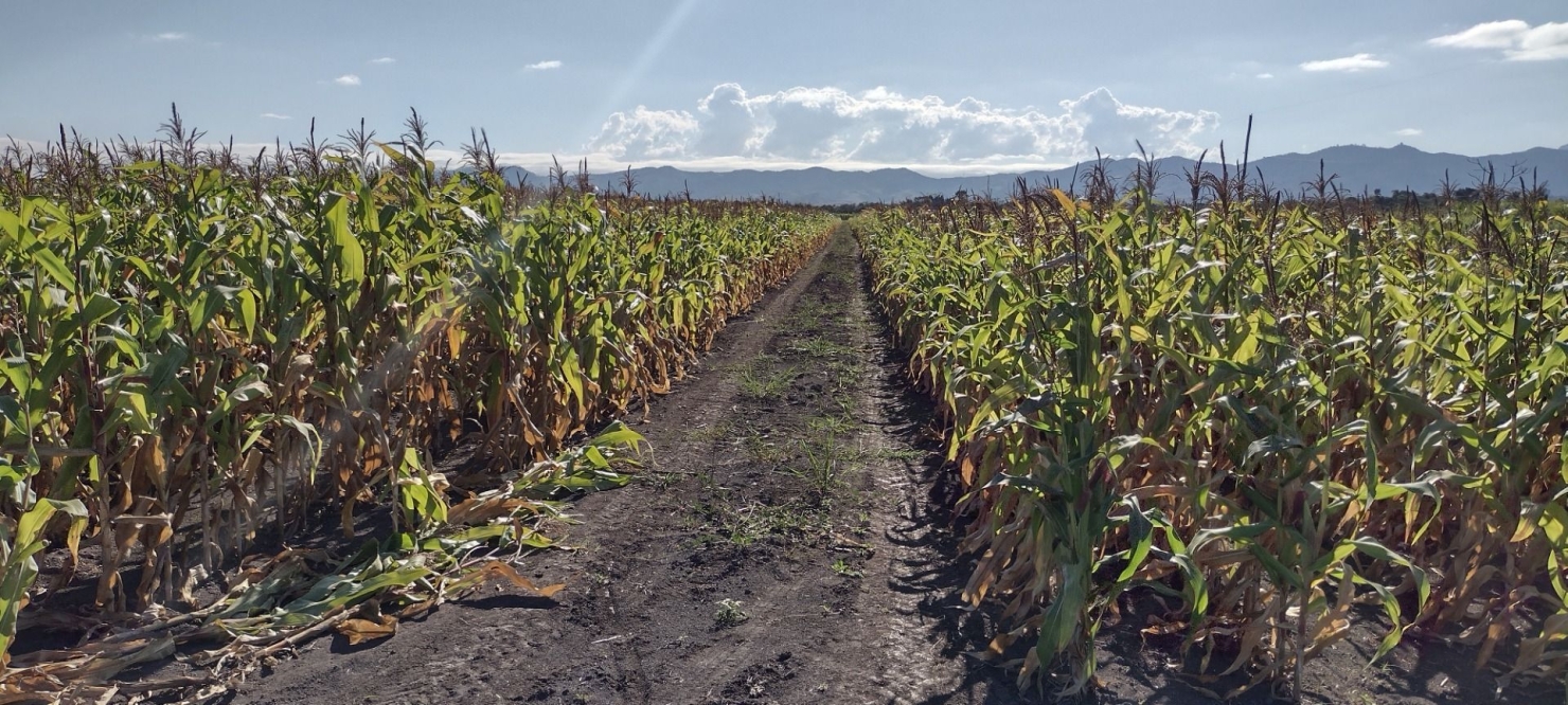 Fazenda, 100 m² - Foto 4