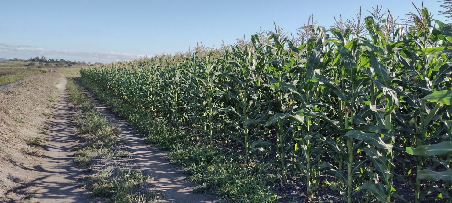 Fazenda, 100 m² - Foto 2