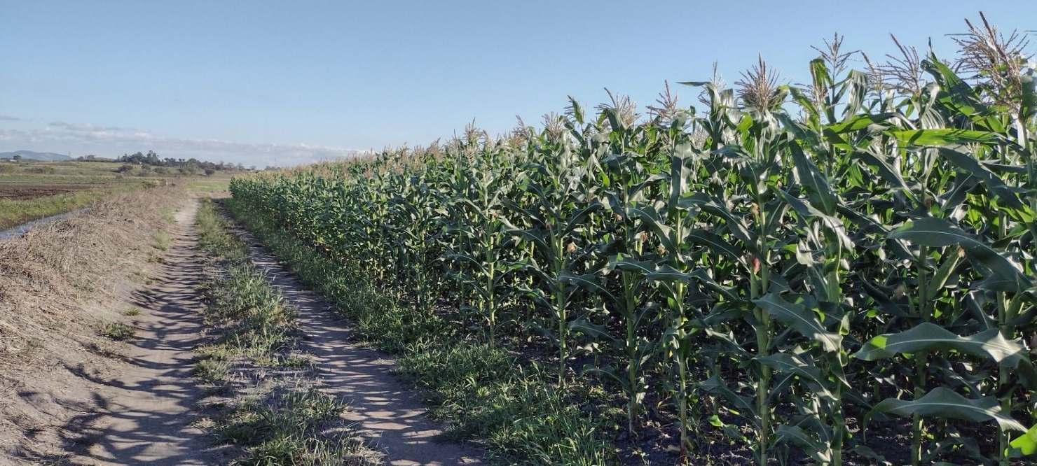 Fazenda, 100 m² - Foto 5