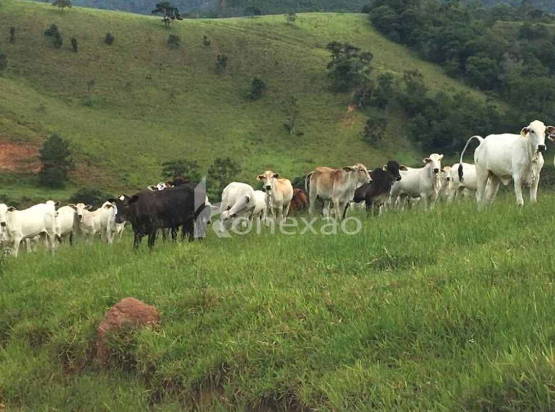 Fazenda em Santa Branca/São Paulo — Ref JYB0KX — Imagem 14