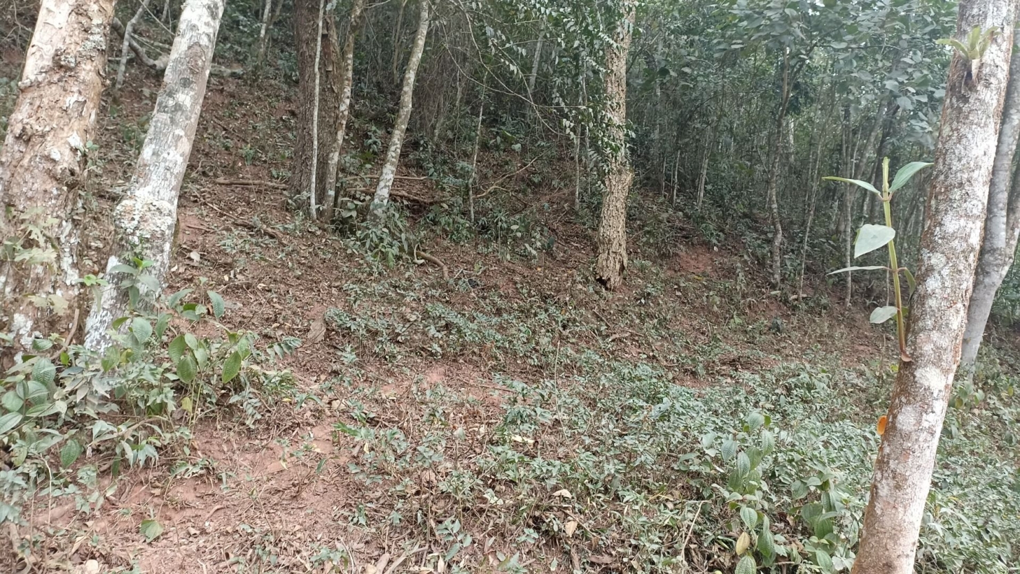 Sítio, 2 quartos, 250 m² - Foto 4