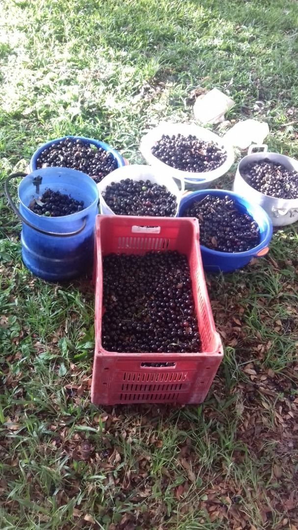 Terreno, 20 hectares - Foto 4