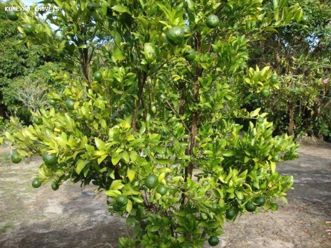 Chácara em Paraibuna/São Paulo — Ref 0NB58V — Imagem 19