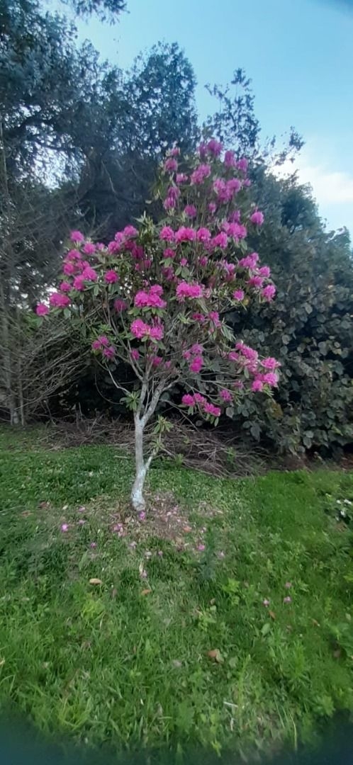 Terreno, 20 hectares - Foto 11