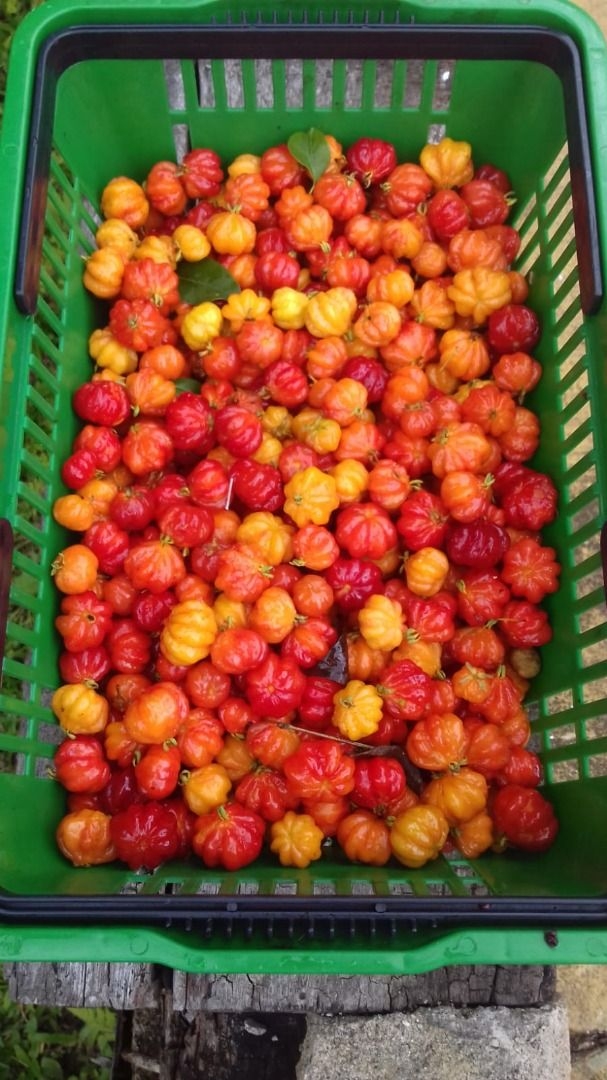 Terreno, 20 hectares - Foto 14