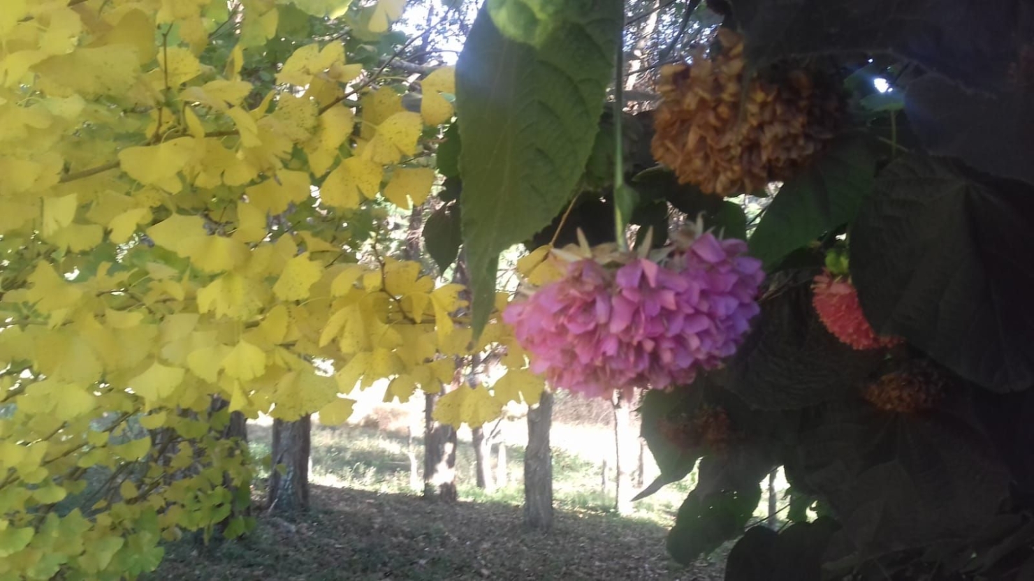 Terreno, 20 hectares - Foto 16