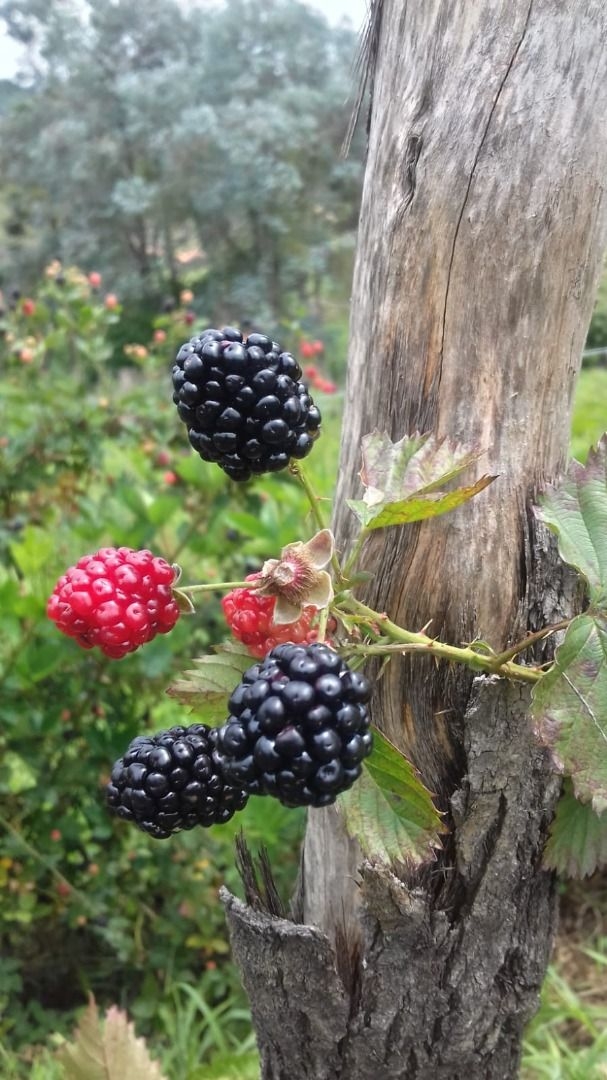 Terreno, 20 hectares - Foto 17