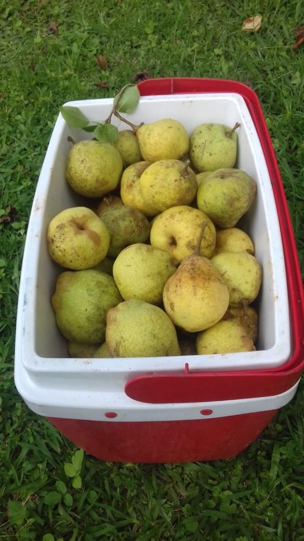 Terreno, 20 hectares - Foto 21