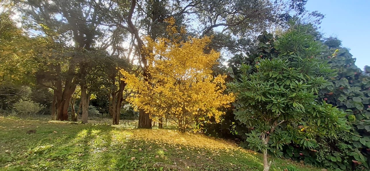 Terreno, 20 hectares - Foto 23