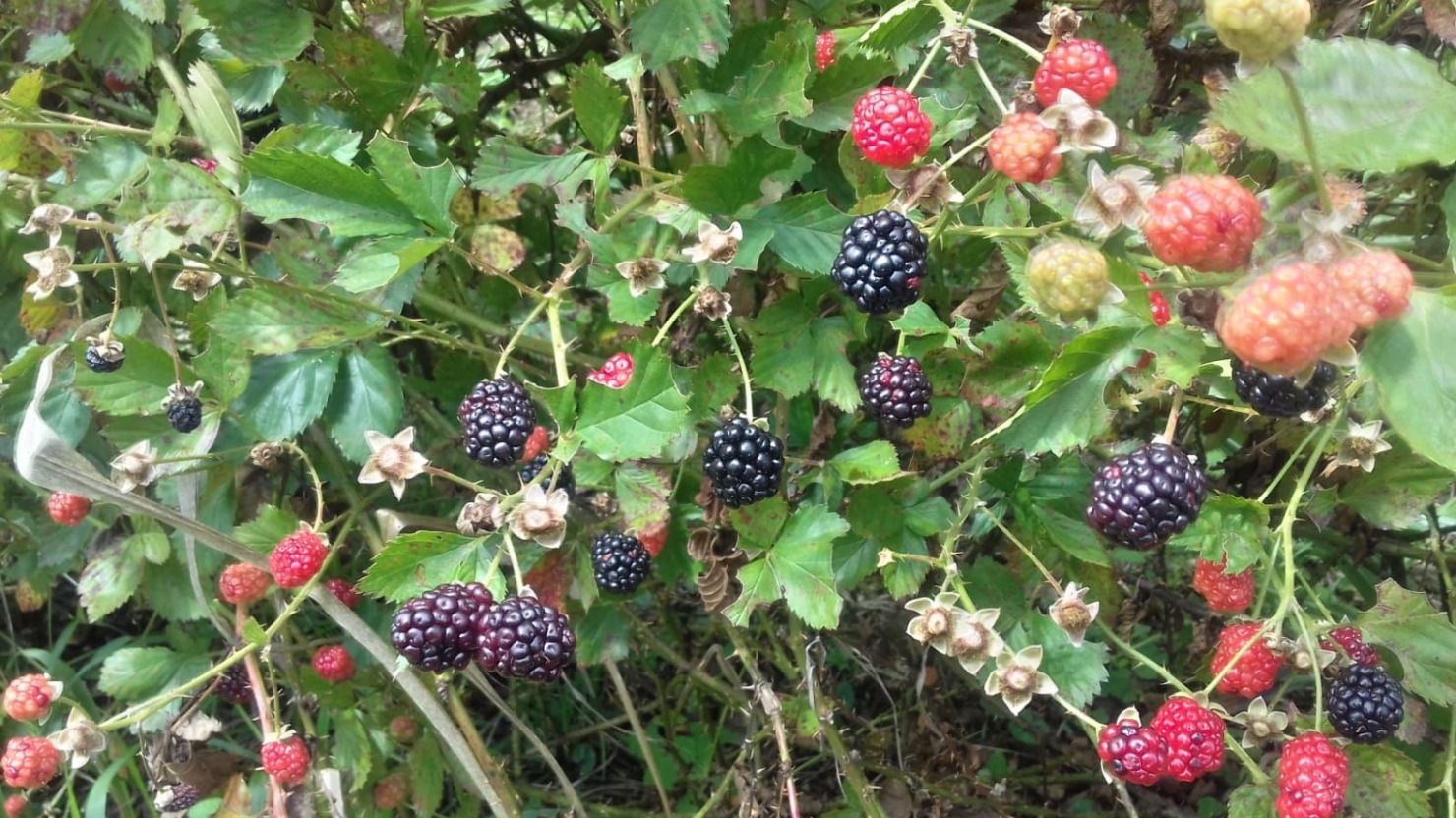 Terreno, 20 hectares - Foto 33