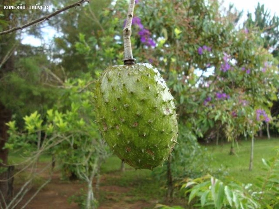 Chácara em Paraibuna/São Paulo — Ref 0NB58V — Imagem 27