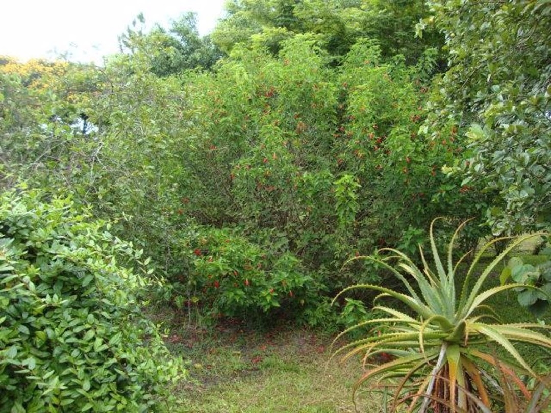 Chácara em Paraibuna/São Paulo — Ref 0NB58V — Imagem 41