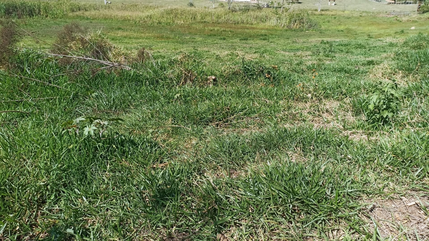 Chácara, 2 quartos, 5 hectares - Foto 8