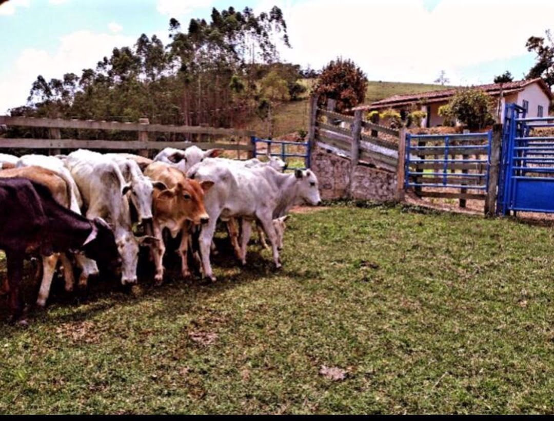 Sítio, 4 quartos, 100 m² - Foto 1