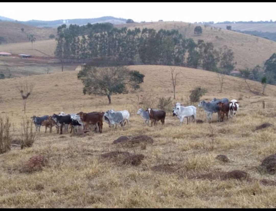 Sítio, 4 quartos, 100 m² - Foto 2